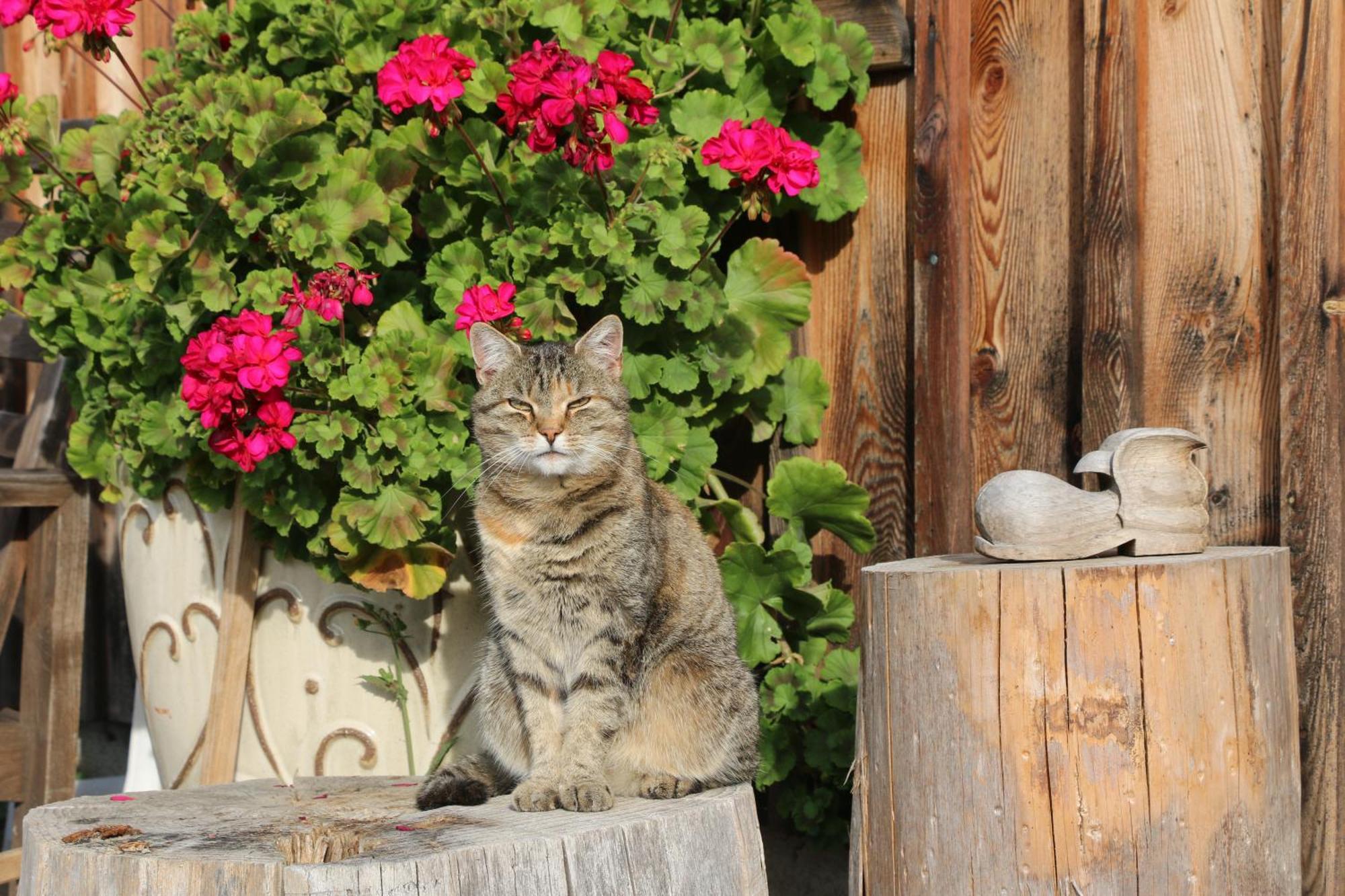 Bio Archehof Zachhiesen - & Relax Homestay
